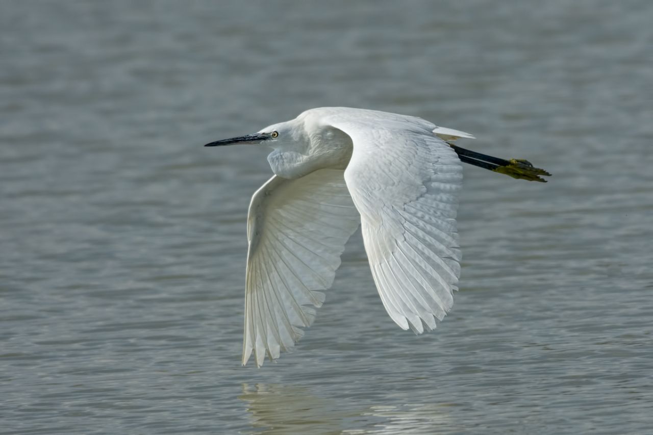 Garzetta (Egretta garzetta)